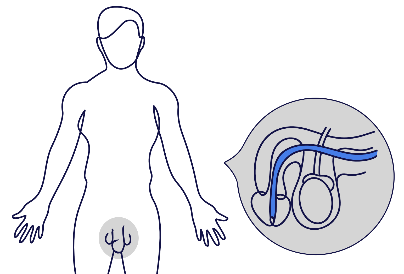 Male-urethra-anatomy